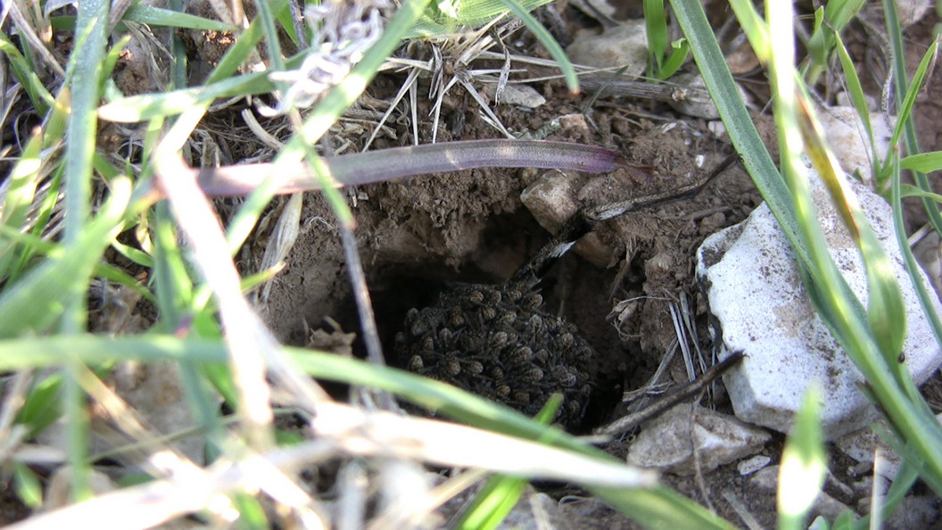 Lycosa tarantula con prole - (FG)